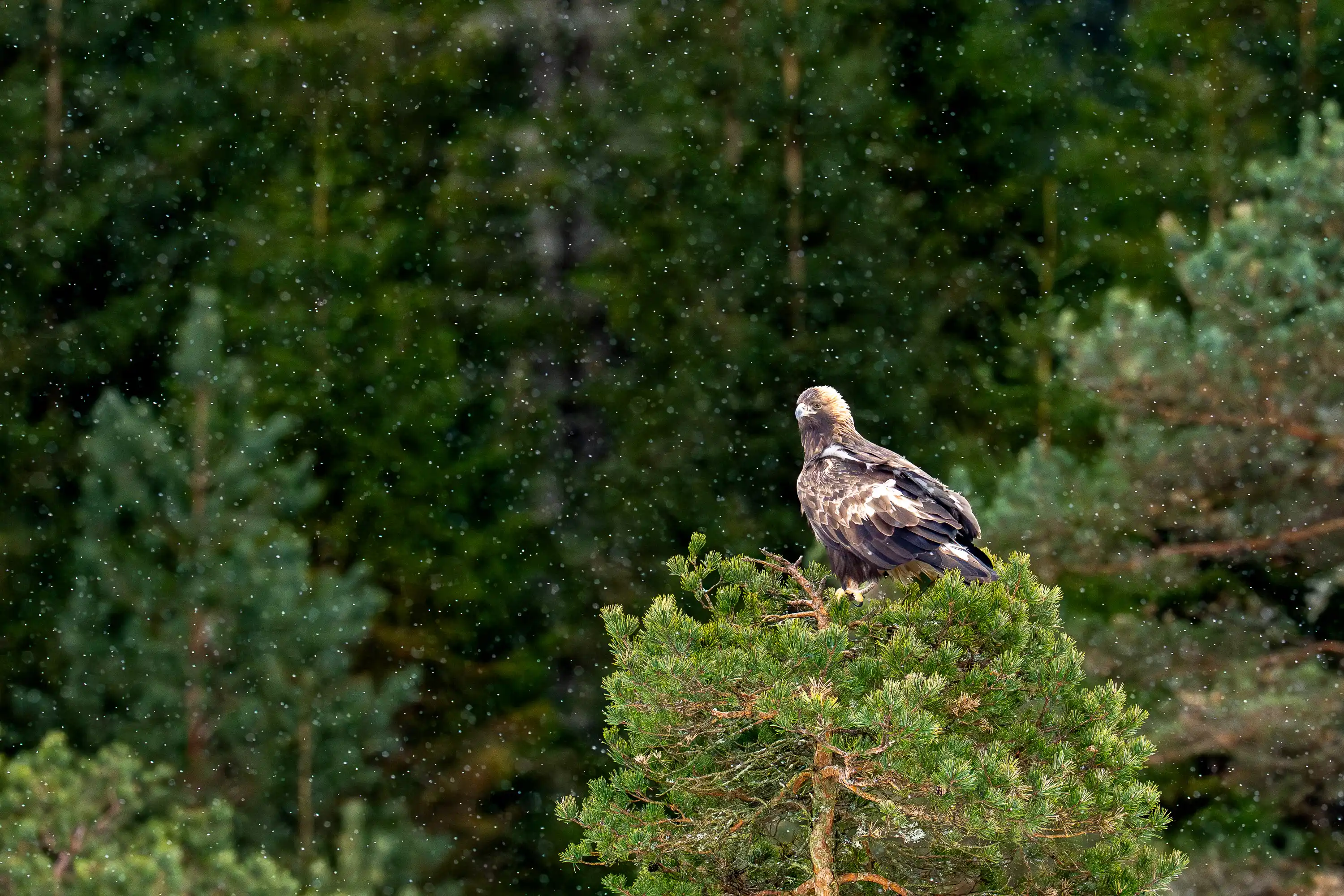 Wildlife Gallery gallery image 8